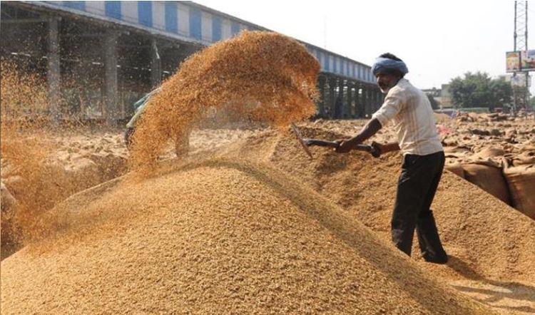 Paddy Procurement ਝੋਨੇ ਦੀ ਖ਼ਰੀਦ ਲਈ 42786 ਕਰੋੜ ਦੀ ਨਗਦ ਕਰਜ਼ਾ ਹੱਦ ਮਨਜ਼ੂਰ